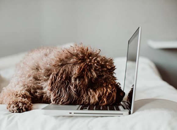 Work from Home